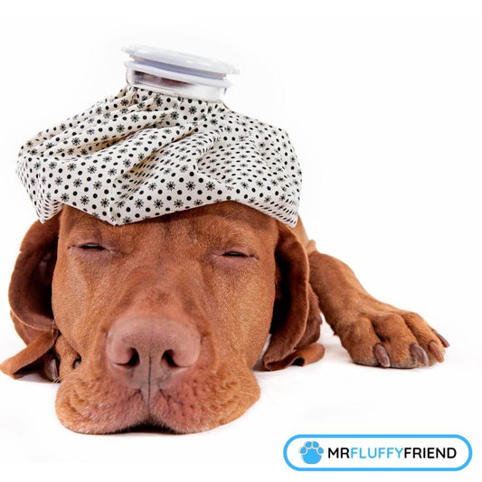 Symptomes dun chien malade