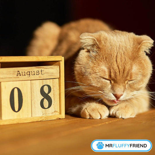 Journee internationale du chat