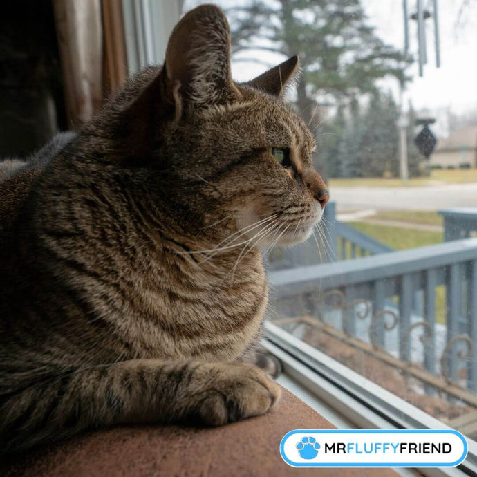 Combien de temps peux-tu laisser ton chat tout seul ?