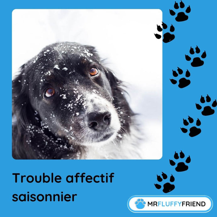 Blues de l'hiver : Les chiens peuvent-ils avoir un trouble affectif saisonnier ?