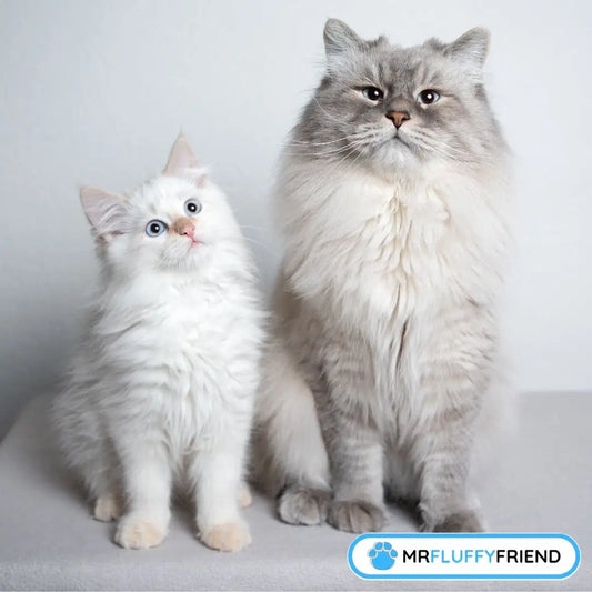 Un chaton et un chat collés l’un à l’autre – on dirait que le vieux chat commence à l’accepter.