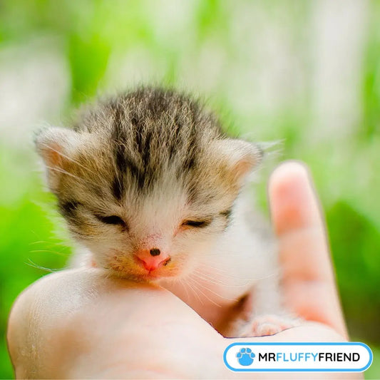 Un tout petit chaton gris et blanc qui dort paisiblement dans la main de quelqu’un, entouré de feuillage doux.