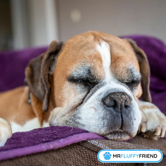 Gros plan d’un vieux Boxer qui dort paisiblement sur une couverture violette toute douce – image pour notre article sur les chiens seniors qui dorment toute la journée.