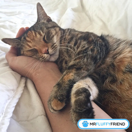 Image mise en avant pour un blog appelé « Pourquoi mon chat dort-il sur mon lit » avec un chat qui dort et qu’on caresse sur le lit