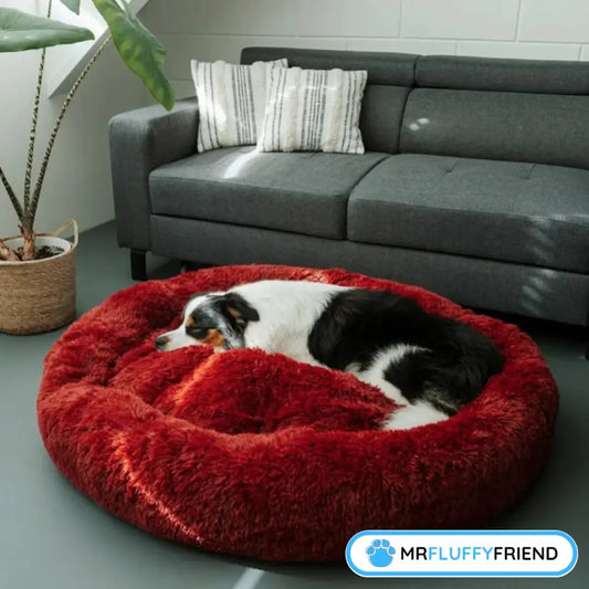 Un Australian Shepherd dormant dans un grand lit pour chien donut rouge et moelleux