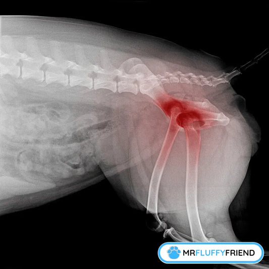 Radiographie de la hanche d'un chien mettant en évidence une inflammation articulaire, en lien avec la façon d'aider un chien arthrosique à la maison.