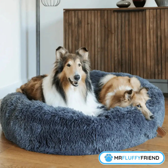 5 raisons d'acheter un lit anti-anxiété pour chiens