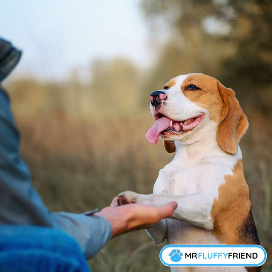 Comment entraîner votre chien avec l'anxiété