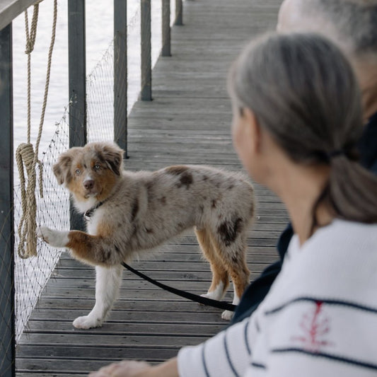 Le Plus Tu En Sais : Comment Est-ce Que les Chiens Communiquent?