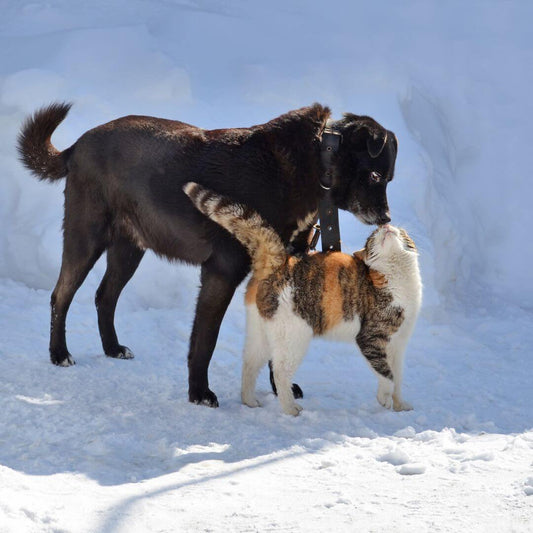 Gardez vos animaux au chaud