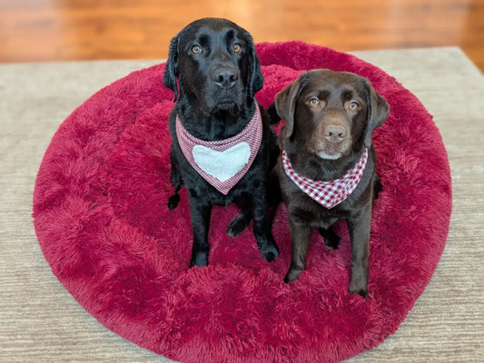 Un labrador noir et un labrador chocolat assis côte à côte sur un grand panier donut rond bordeaux.