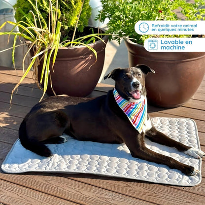 Un chien noir qui se détend au soleil sur un tapis rafraîchissant