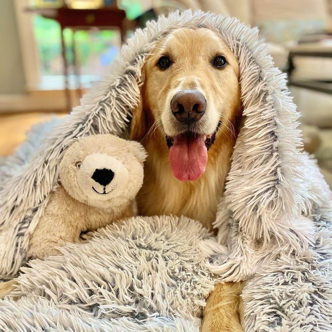 Un Golden Retriever bien au chaud avec son doudou et une couverture toute douce