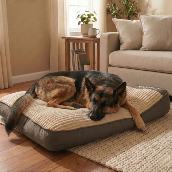 3 chiens sur 4 dorment mal