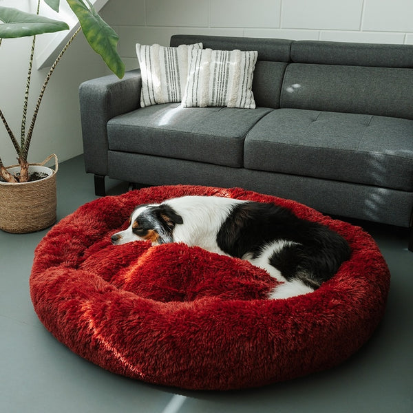 La plupart des chiens éprouvent des niveaux élevés d’anxiété