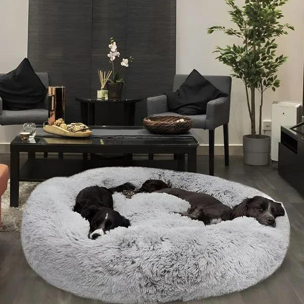 <em><strong>Vous voulez offrir une vie confortable à votre chien ?</strong></em>