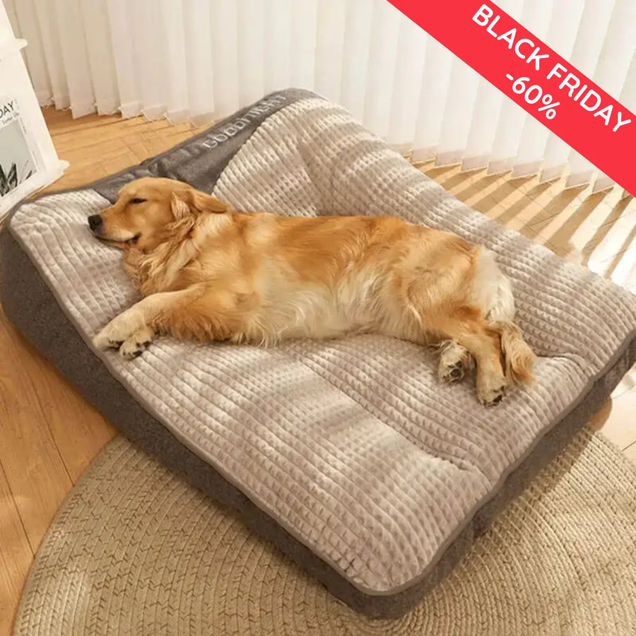 3 chiens sur 4 dorment mal
