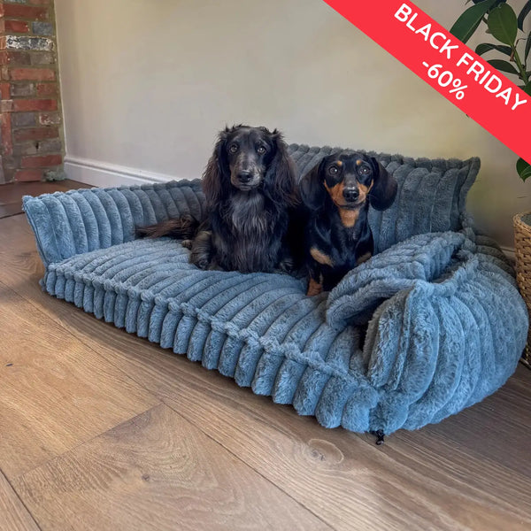 Vous voulez offrir à votre chien le confort qu’il mérite ?